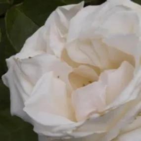 Pascali Hybrid Tea Rose (Rosa Pascali) 2